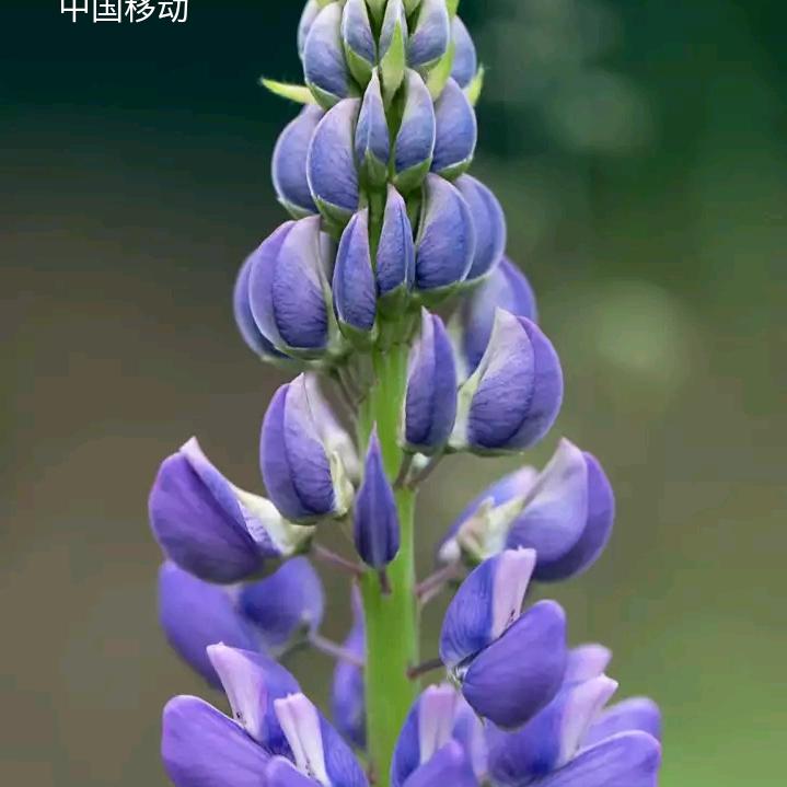 麦苗