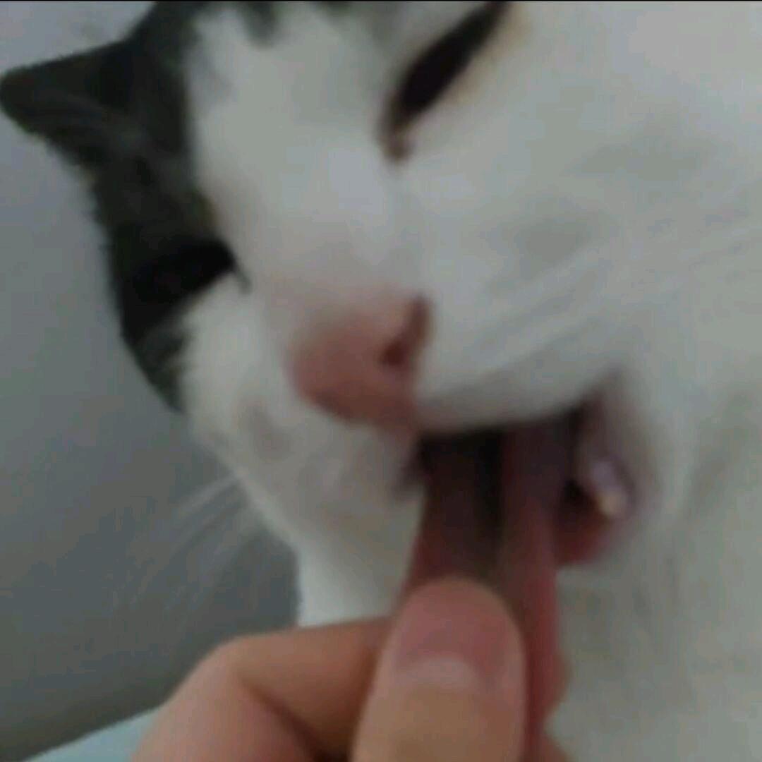 面条喵喵