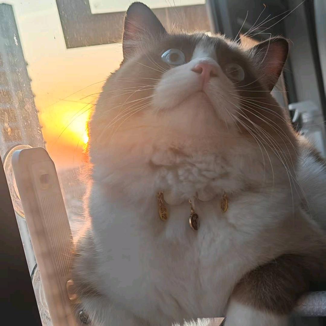 大富喵是爷✌🏻