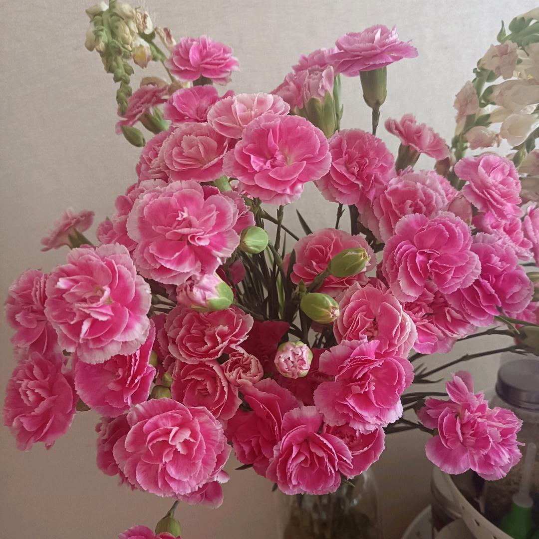 ❤ 心已归零🍇（上午九点半开播）