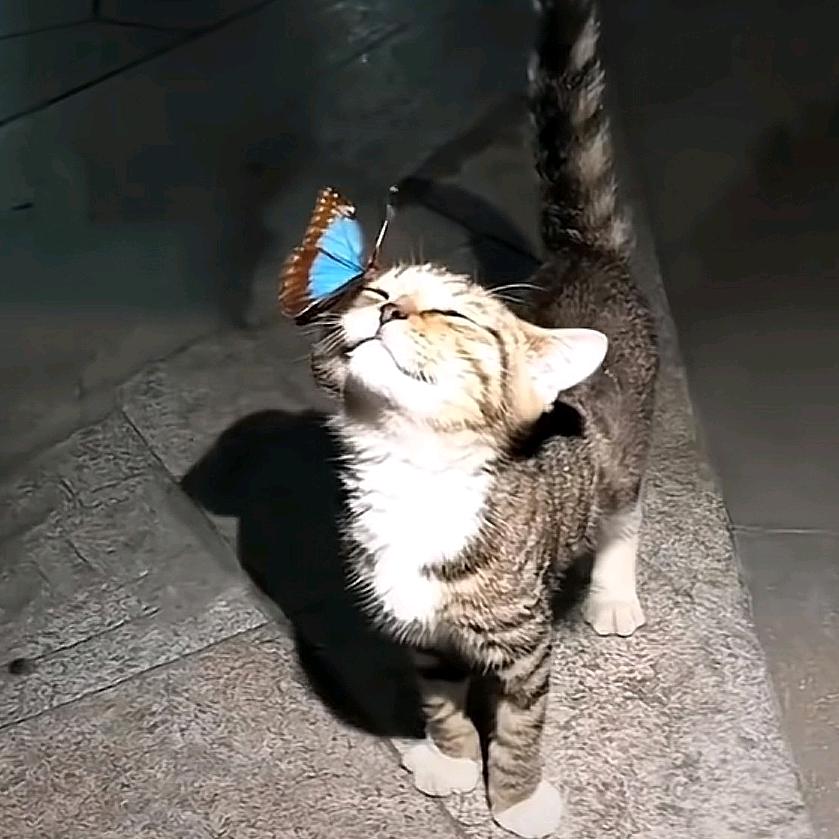 姜糖.