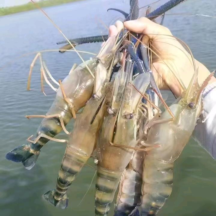 🦐虾先锋