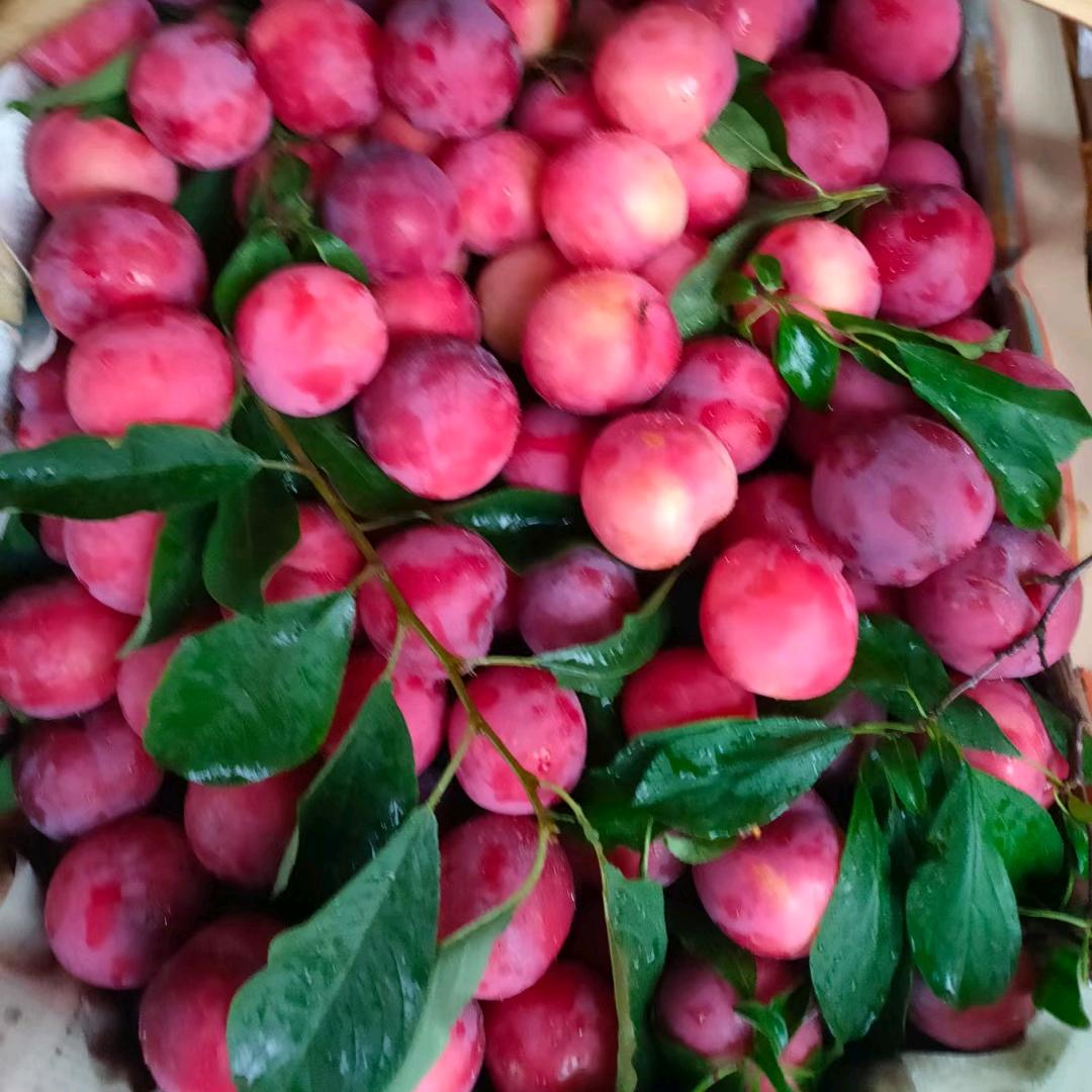 东江湖农家时令水果