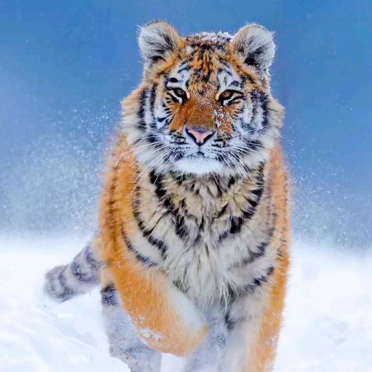 hugvidas婴童生活旗舰店