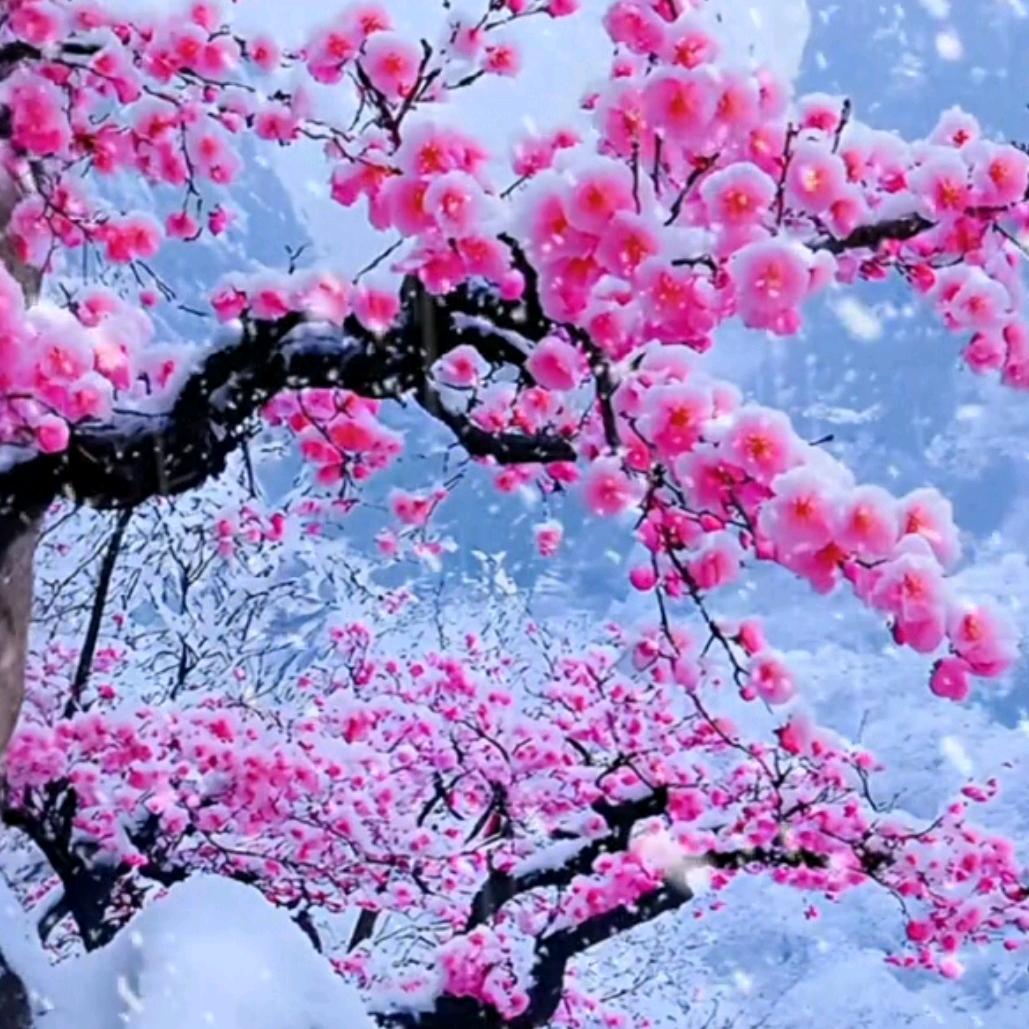 梅花三弄