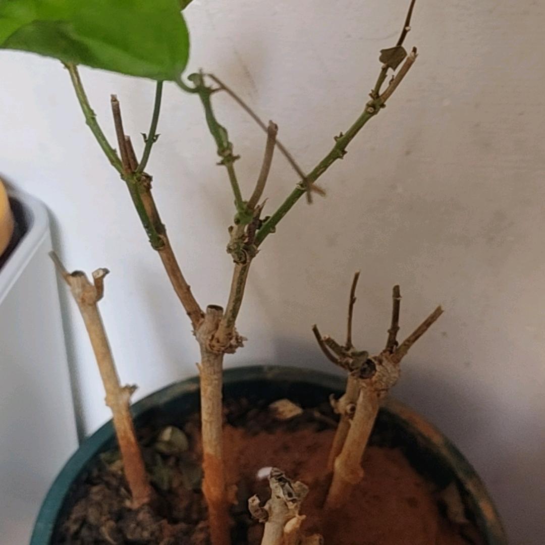 花猪和她的大猪