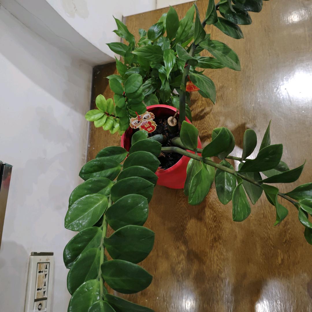 美好回忆🍎🍎