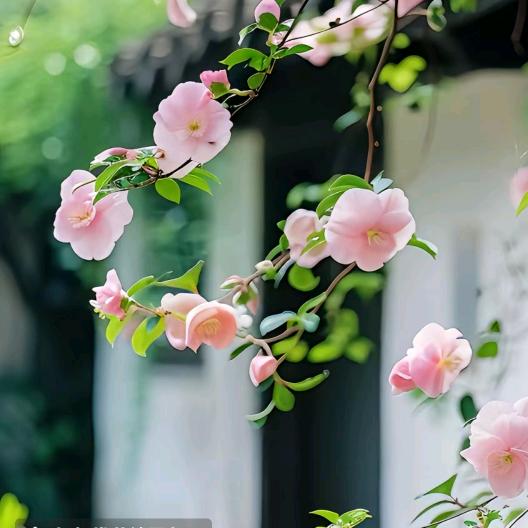 星黎心理🍃音乐疗愈