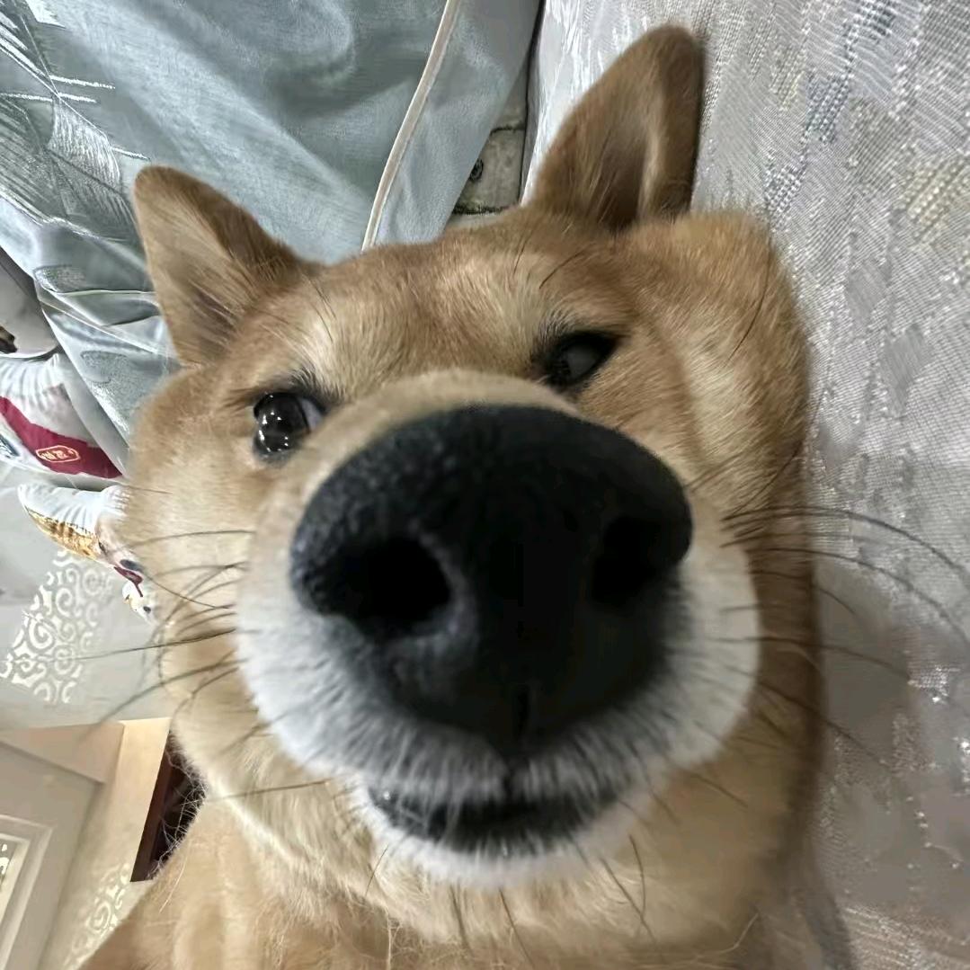Tsuki