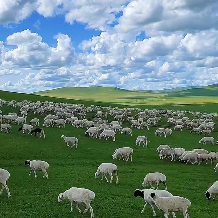 畜禽动保龙升源微生态