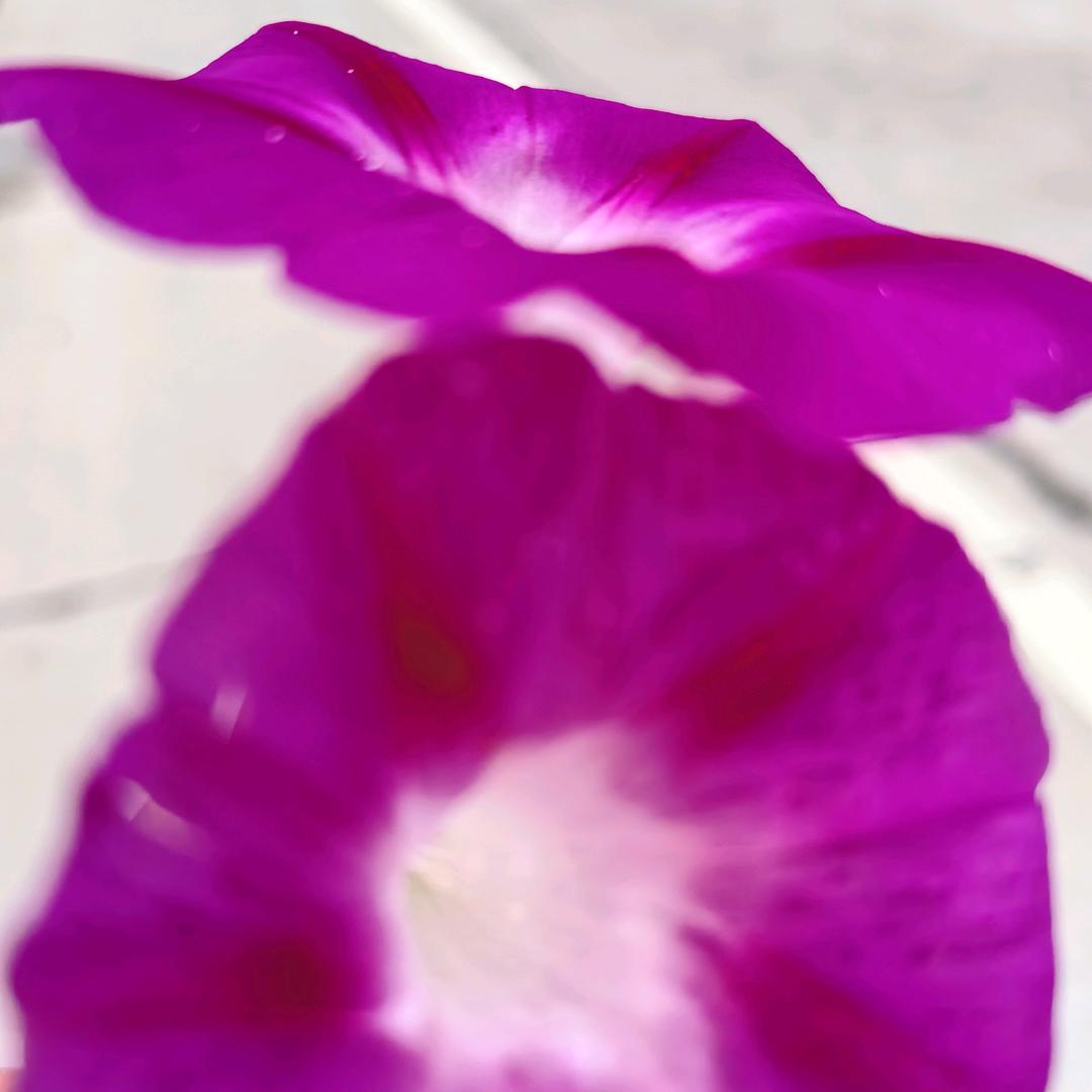 苏秀花🌸🌸