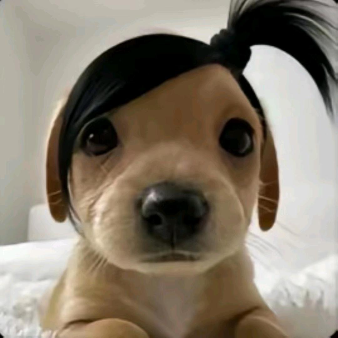 屋顶橘子