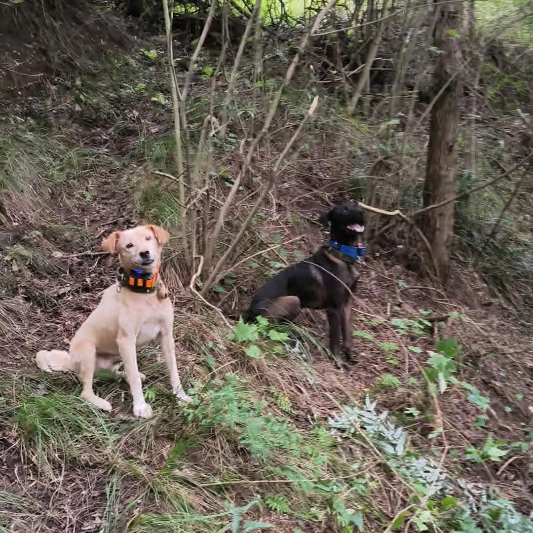 一只土鸡  一窝土蜂