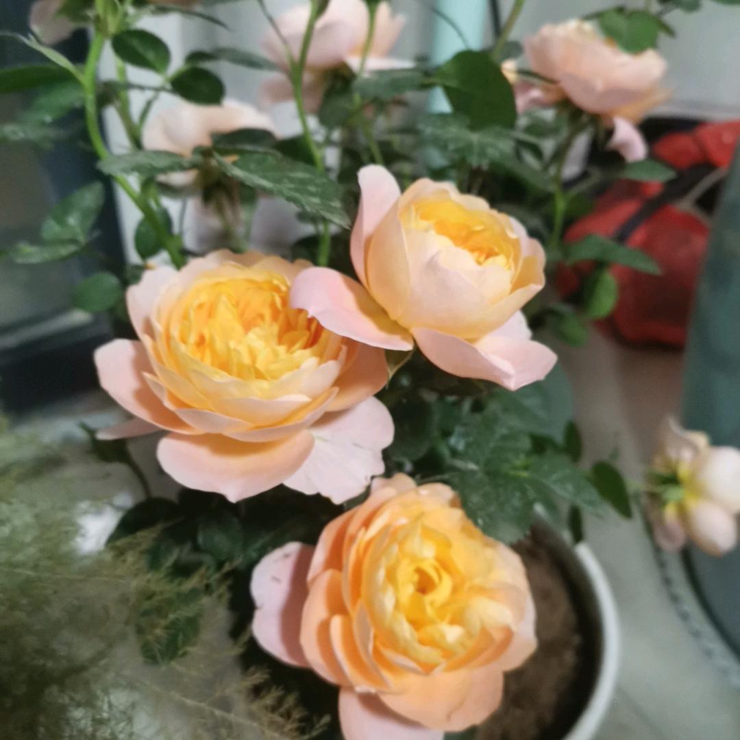 张扬户外