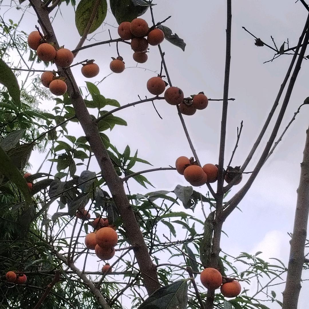 玫瑰花