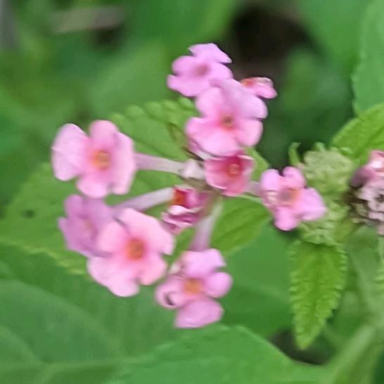 🇨🇳气场两米八