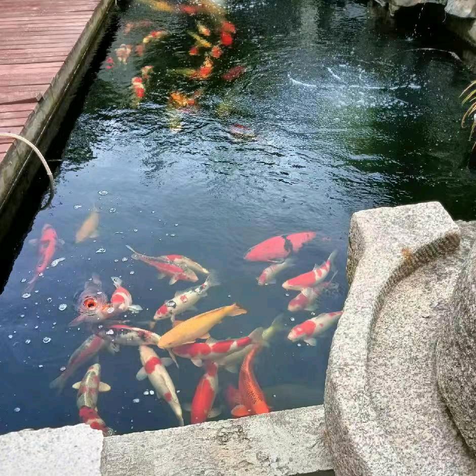 自由飞翔