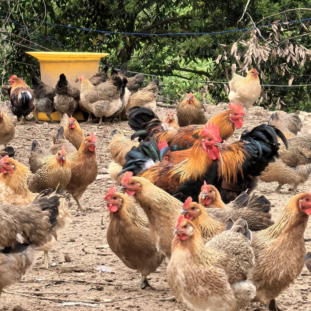 桂林大境土鸡王（沉迷金铲铲版）
