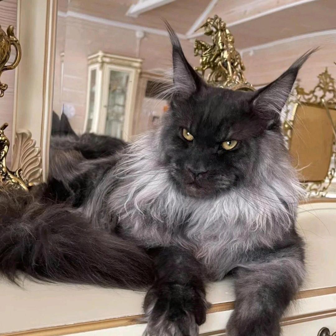 猫多多 俄系缅因一手繁殖