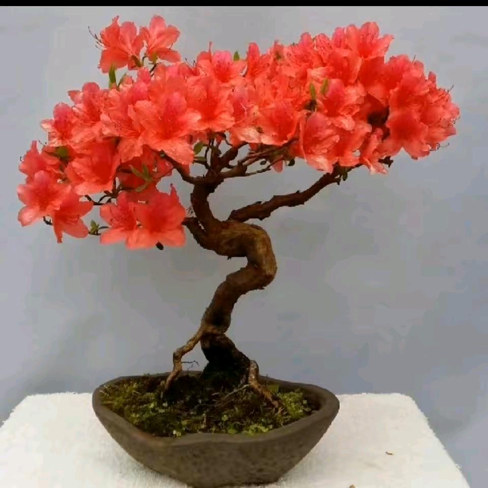 高光时刻