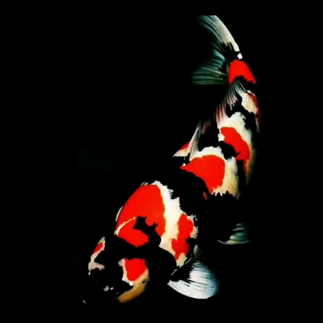 红白，大正，昭和