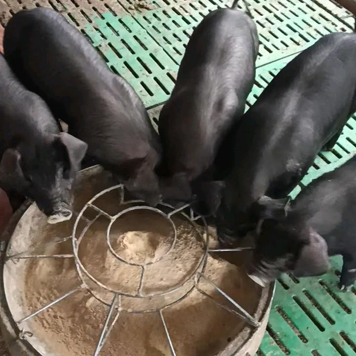 小鱼儿，土黑猪养殖