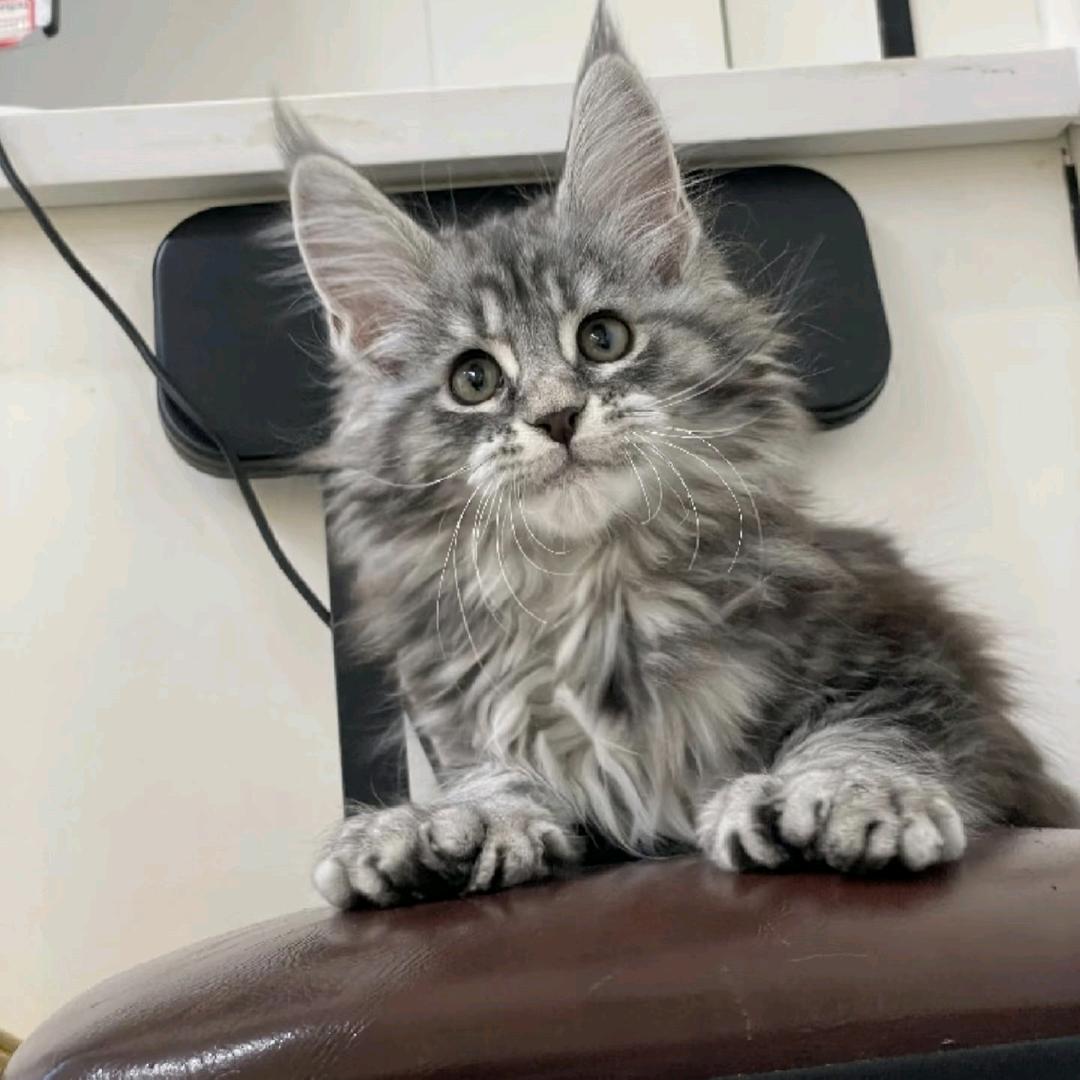 小李子奢宠缅因