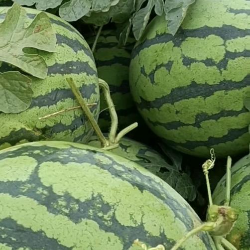 林林鲜果行［主营应季水果］