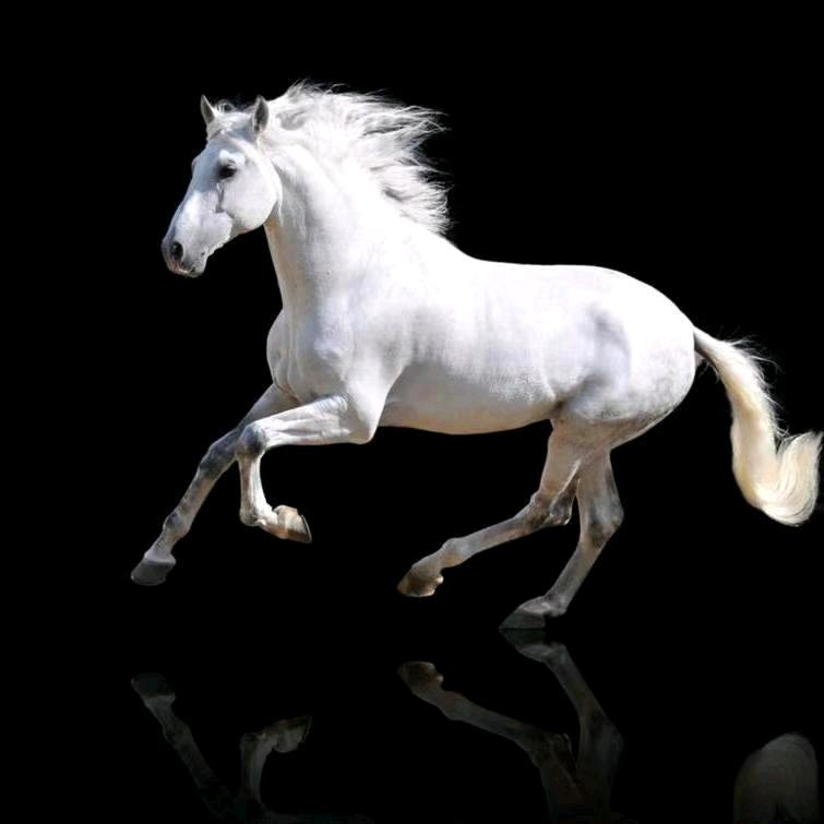 🌈如风过镜ꪶꪮꪰꪤꫀ　⁹⁹⁹╲