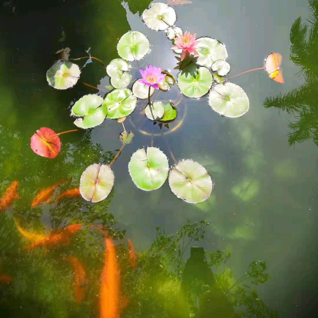 用户7992937436959玫瑰