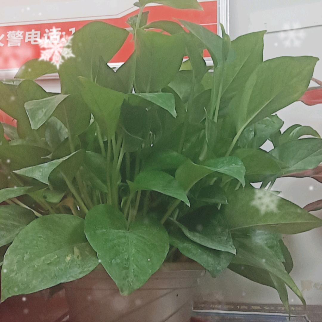 真爱永恒