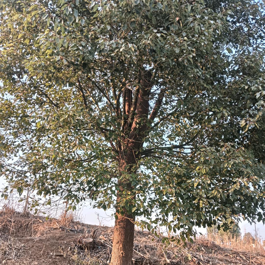 香樟树种植林业