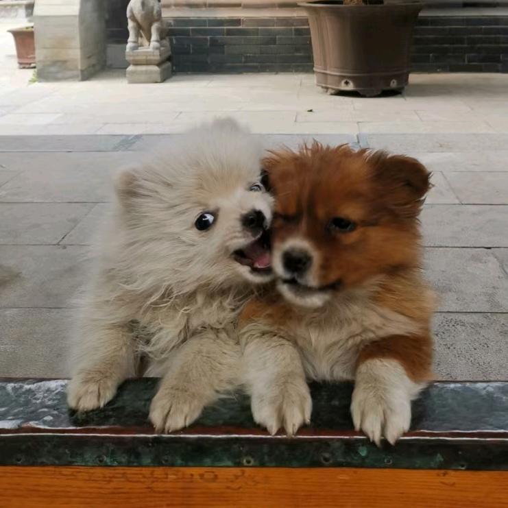 Hi