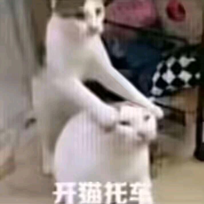 我要开猫托车