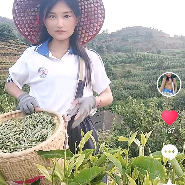 白毫银针源头茶农（虎牙妹）