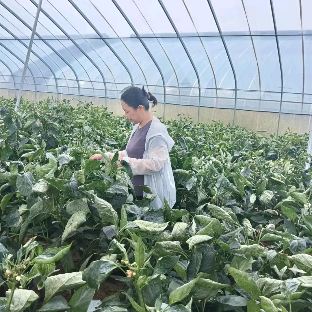 八葆素—辣帮主小贝说辣椒
