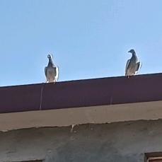 我会给你一次机会