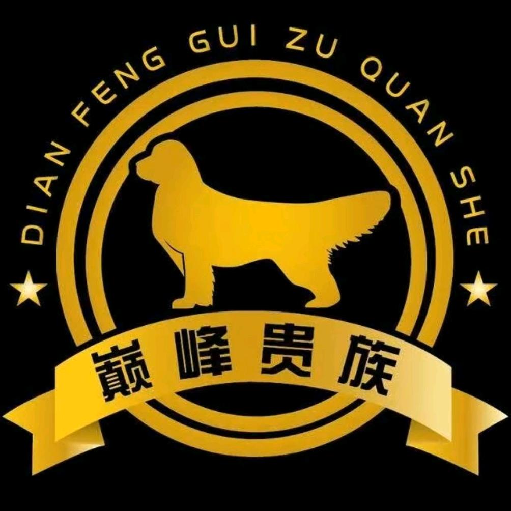 巅峰贵族金毛俱乐部