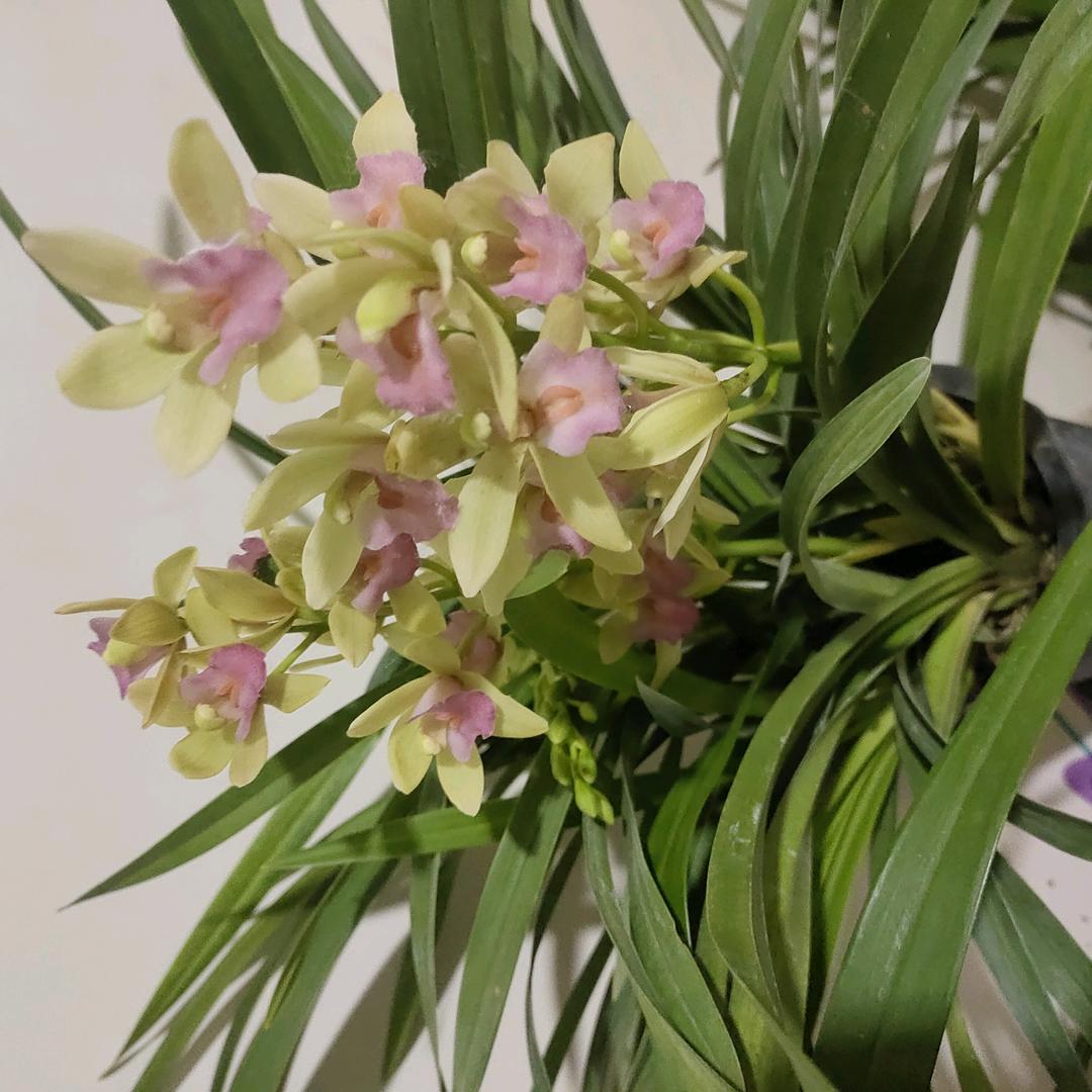 兰花茶农