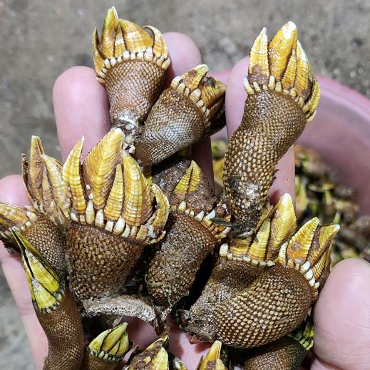 南麂兄弟户外赶海