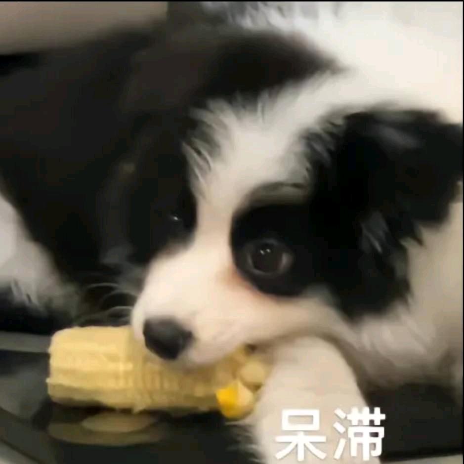 屌丝统治世界