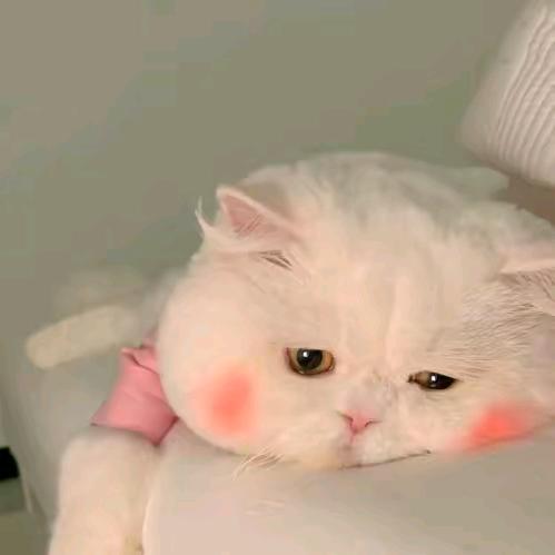 浩小熊