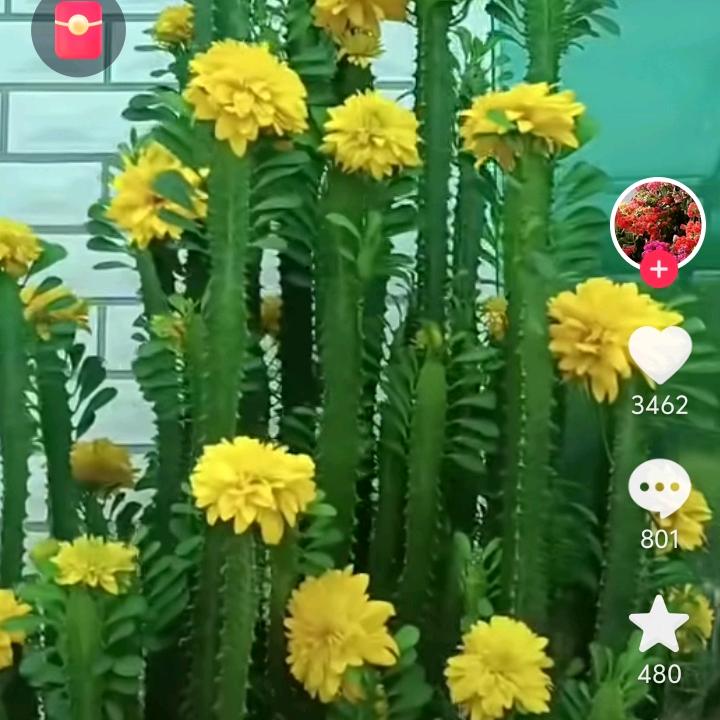 健康是福A