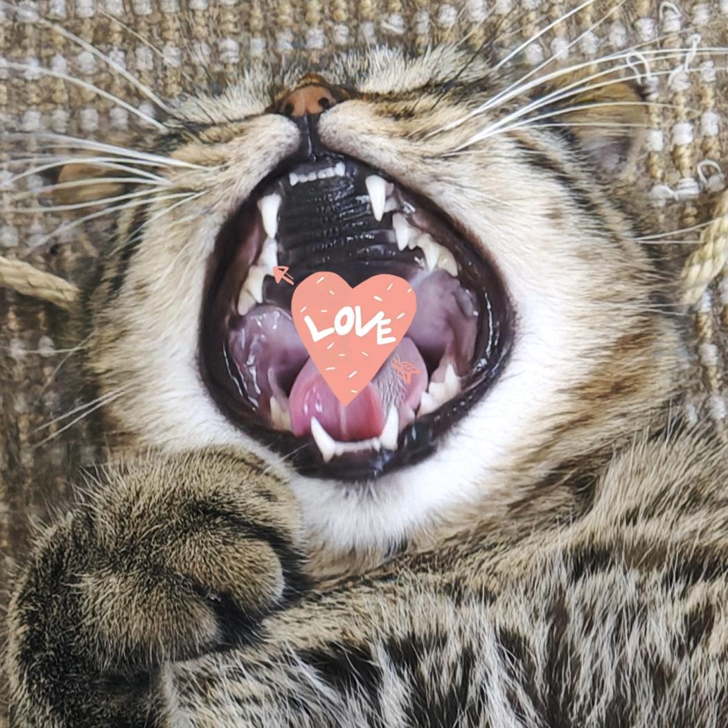 软兔子，糯汤圆，年年糕