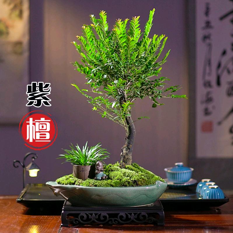 雅室桌面盆景