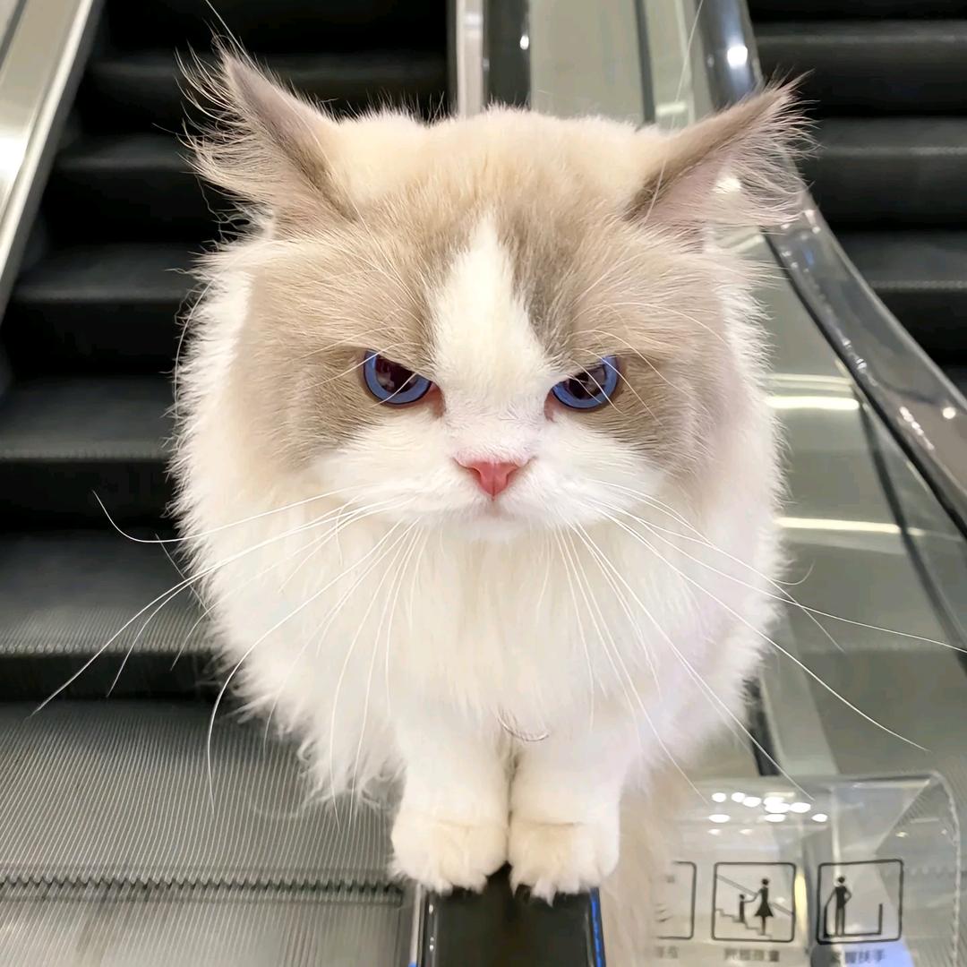 夜。