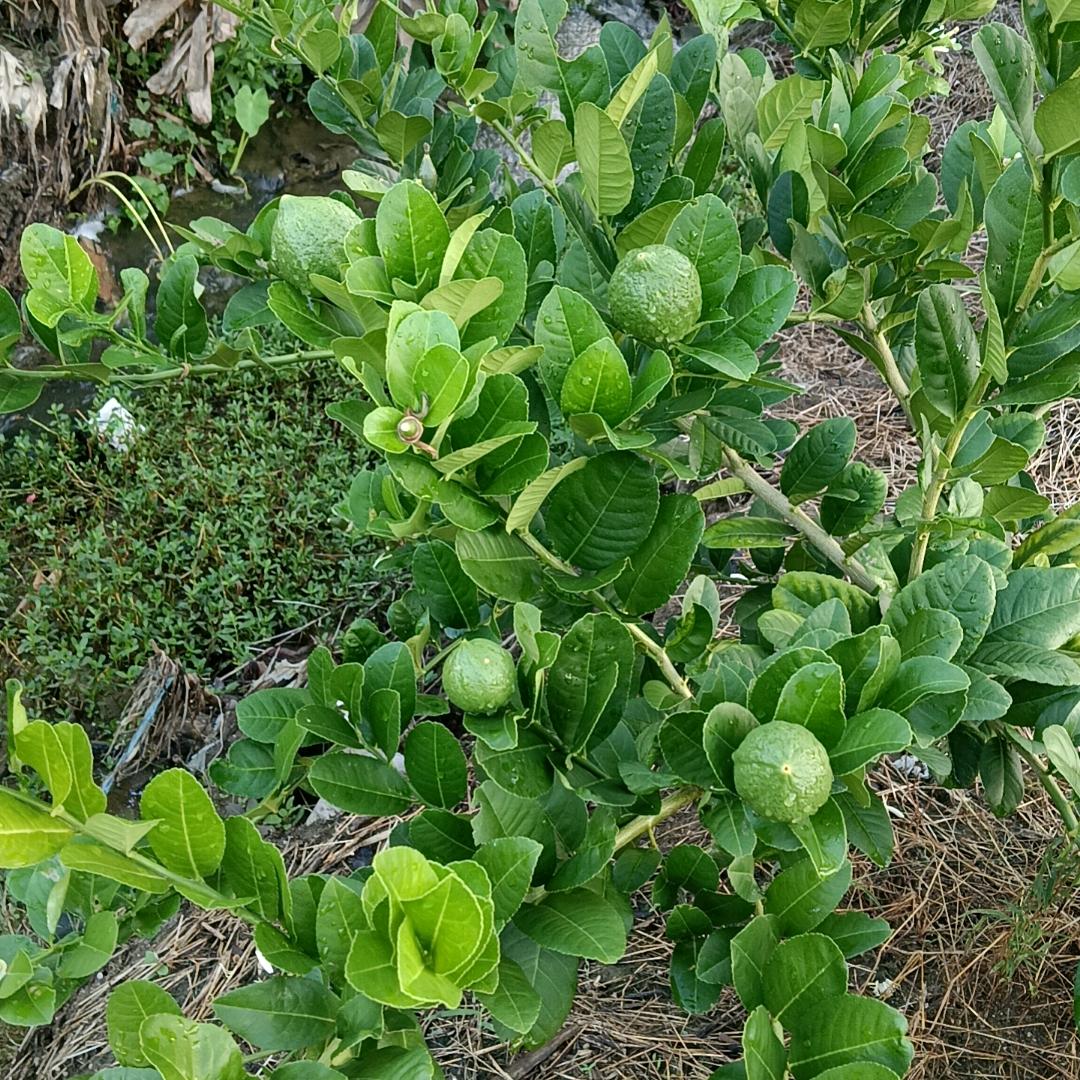广东.香水柠檬