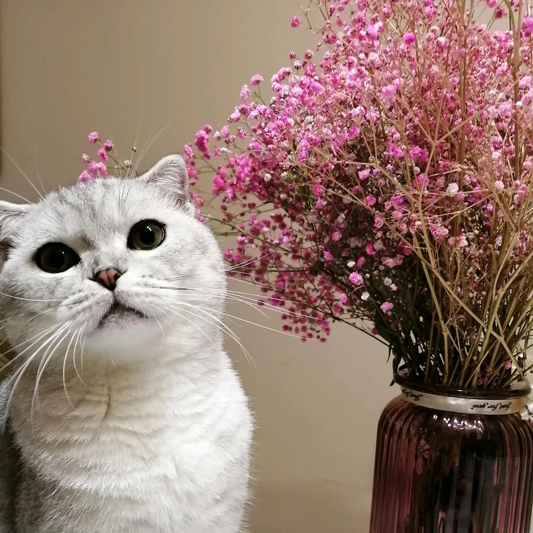 棠华府燕子