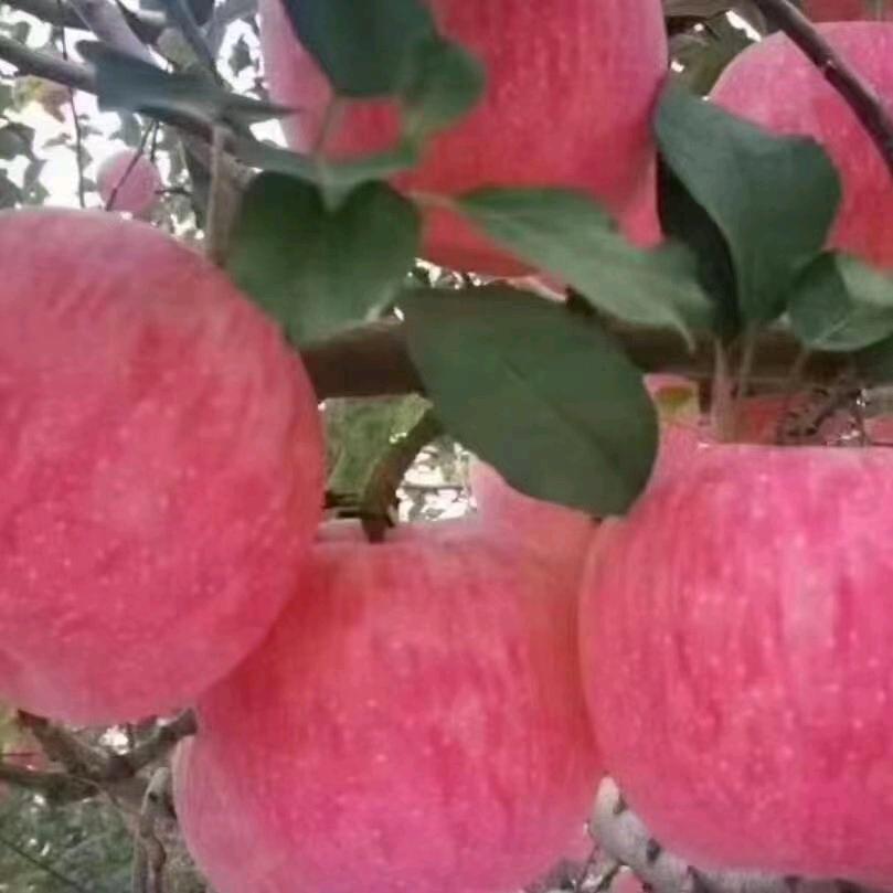 宜川苹果代办小哥