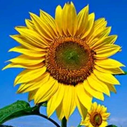 🌻🌻🌻晴天晴天🌹🌹🌹